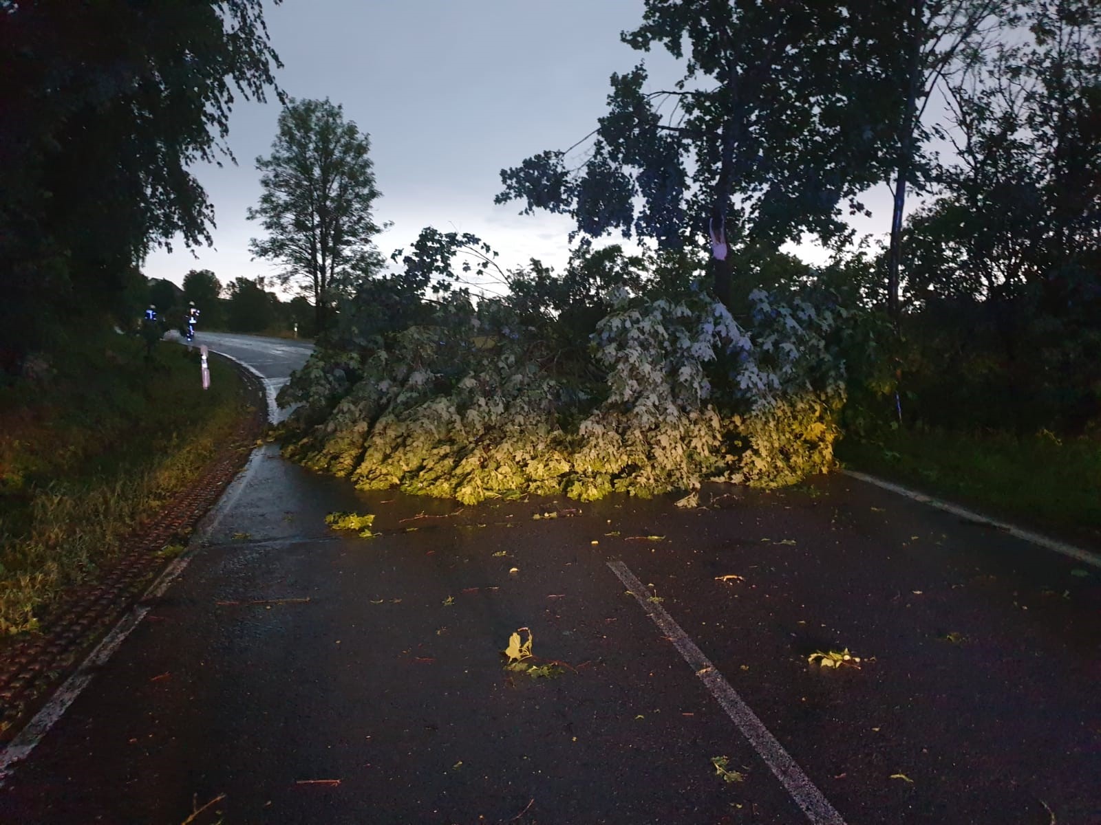 Sturm Baum Butterberg 2023 06 22
