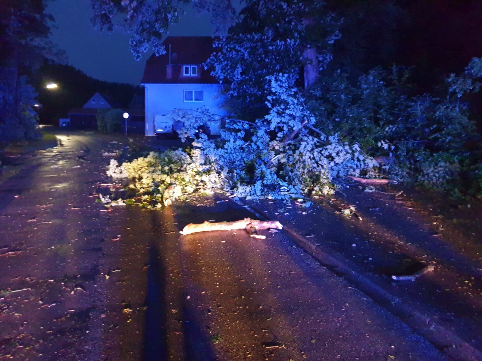 Sturm Baum Lutter 2023 06 22